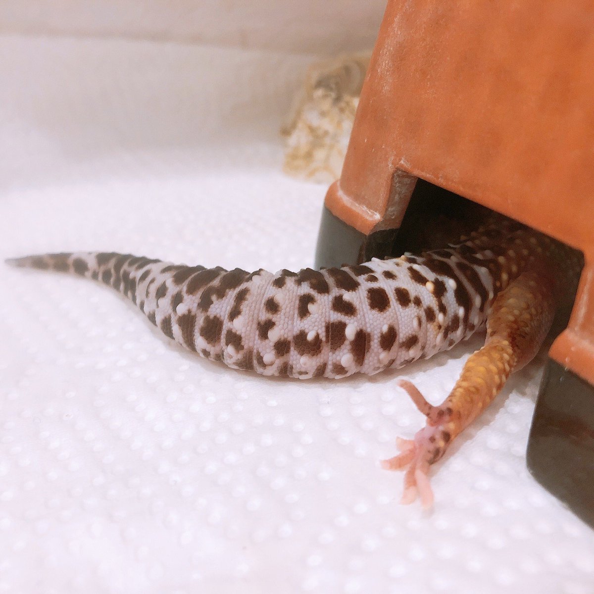 hapigepi's tweet photo. 今日はしっぽだけじゃなくて足もでてた https://t.co/cpj8vOdtPq