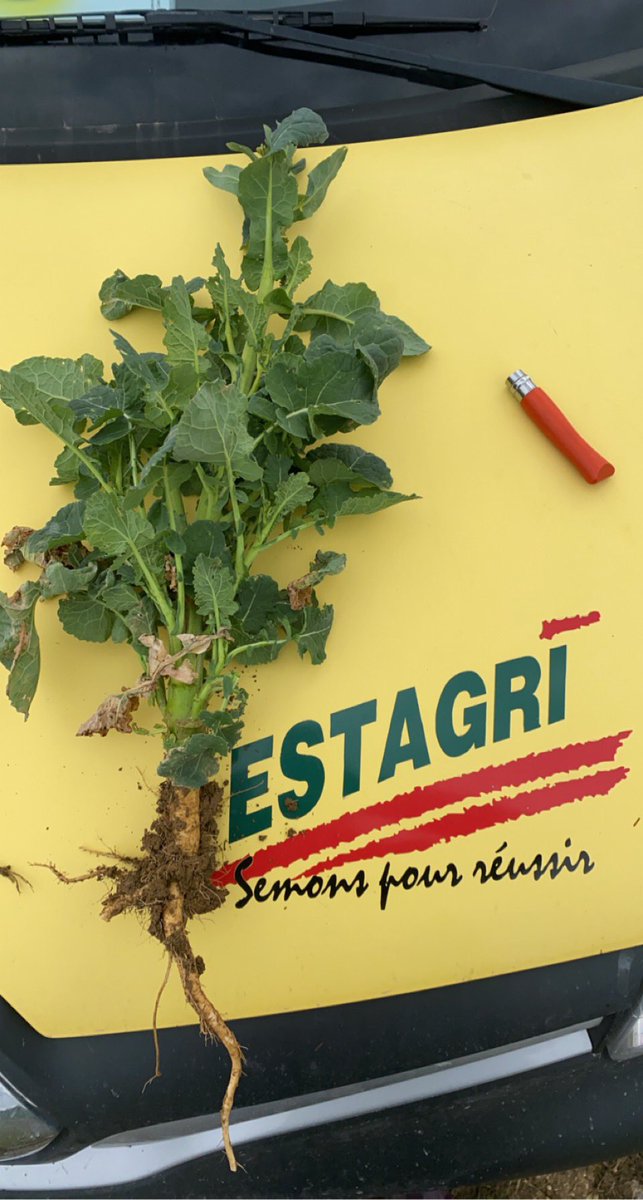 Visite d’une parcelle de colza ce matin. Pas vilain pour le secteur. Les #meligèthes sont elles aussi bien présentes (en moyenne 9 par plante) Pas de dégâts observés pour le moment, mais à surveiller avec les températures annoncées... Jolie colza dépêche toi de fleurir 🌼 #FrAgTw