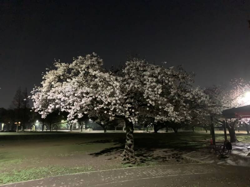 穴川中央公園 穴川中央公園