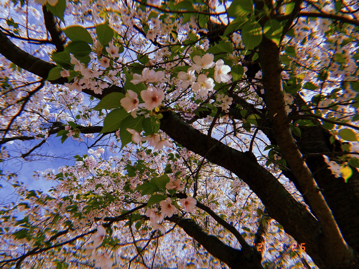 今日はとても良い天気?
広場で凧を上げました?
桜は葉が出てたけど綺麗でした?

#マドさんの生活 
#1コマ日記 