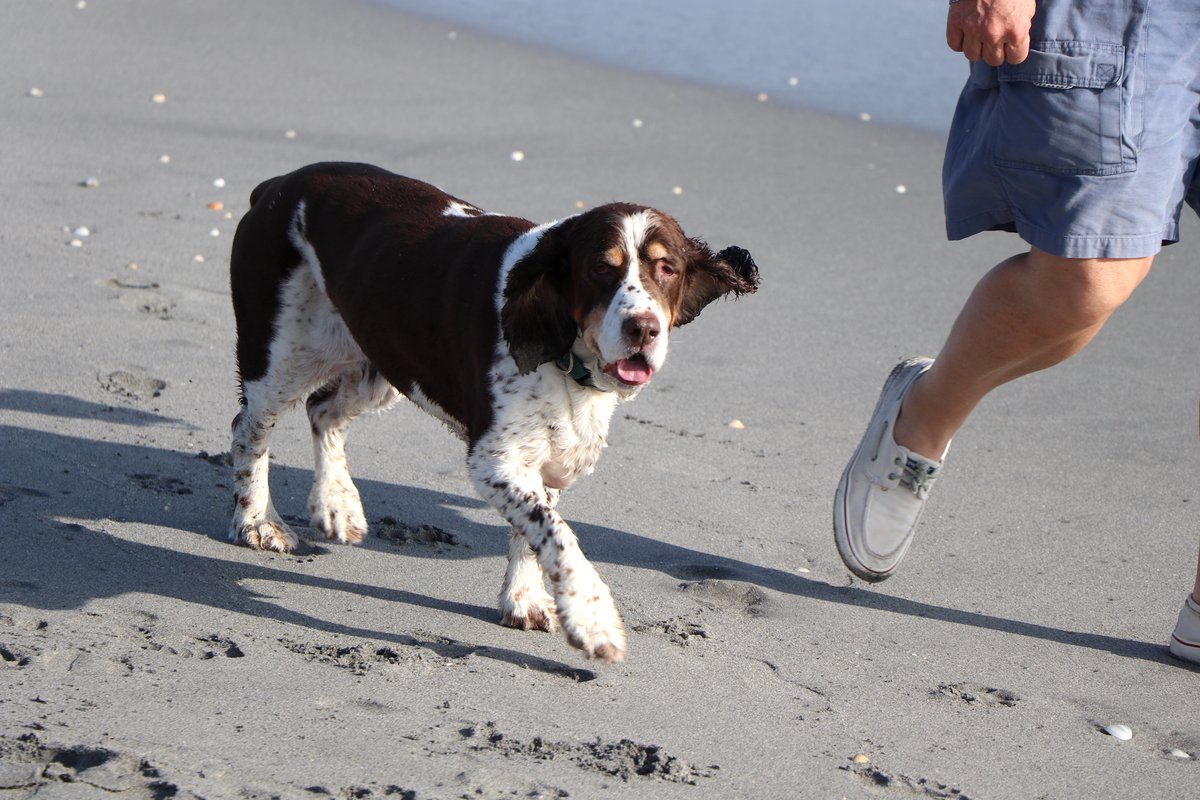 JupiterDogBeach's tweet photo. Friday's are always better at the beach! ๐ ๐พ
#FriendsofJupiterBeach #JupiterBeach #Beach #DogBeach #JupiterFlorida #Weekend #Reduce #Reuse #PalmBeach #JupiterBeachFL #JunoBeach#SoFlo #SouthFlorida #FloridaNonProfit #DogLover #jupitercommunity #jupiterdogbeach #familybeach https://t.co/vVPadUk3lM