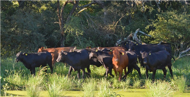 intaargentina's tweet photo. 🇦🇷 Argentina cuenta con el plan nacional de Manejo de Bosques con Ganadería Integrada #MBGI que propone la conservación del #bosque nativo y su biodiversidad basándose en la adopción de tecnologías de bajo impacto ambiental. 🐂🌳🌲
→ 🗒️https://t.co/Z4XUzyPVOJ https://t.co/Or1D5mGDip