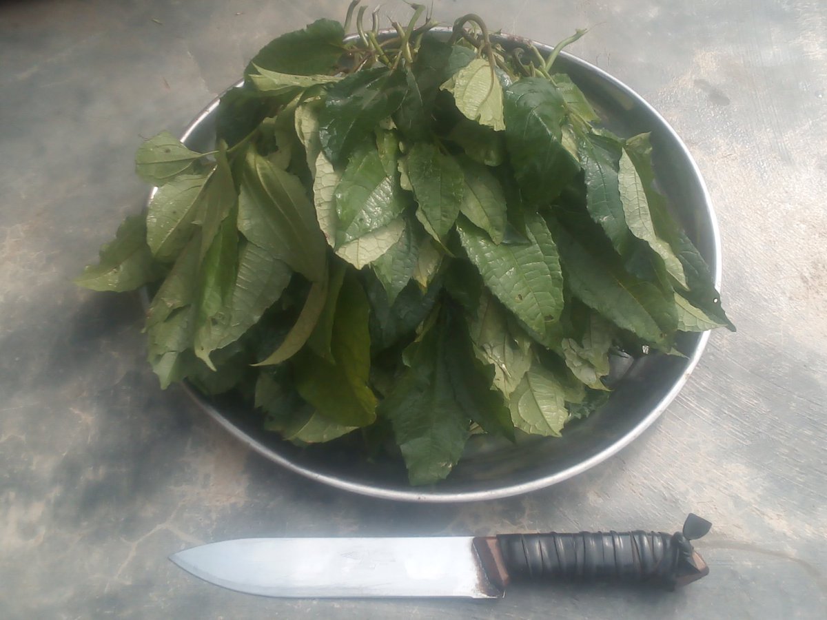 chi_chetta's tweet photo. - Organic fluted pumpkin 🌱
- 30 pods harvest (over 100kg)!👏
- Produced in a 7 metres by 14 metres urban residential space.

✓ Soil nourished with leaves only🌳
✓ Vegetables for your kitchen😋😉

 Home gardening? Fancy? How?🤔
(email: chetta_chi@yahoo.com) https://t.co/xZwPyUthBl