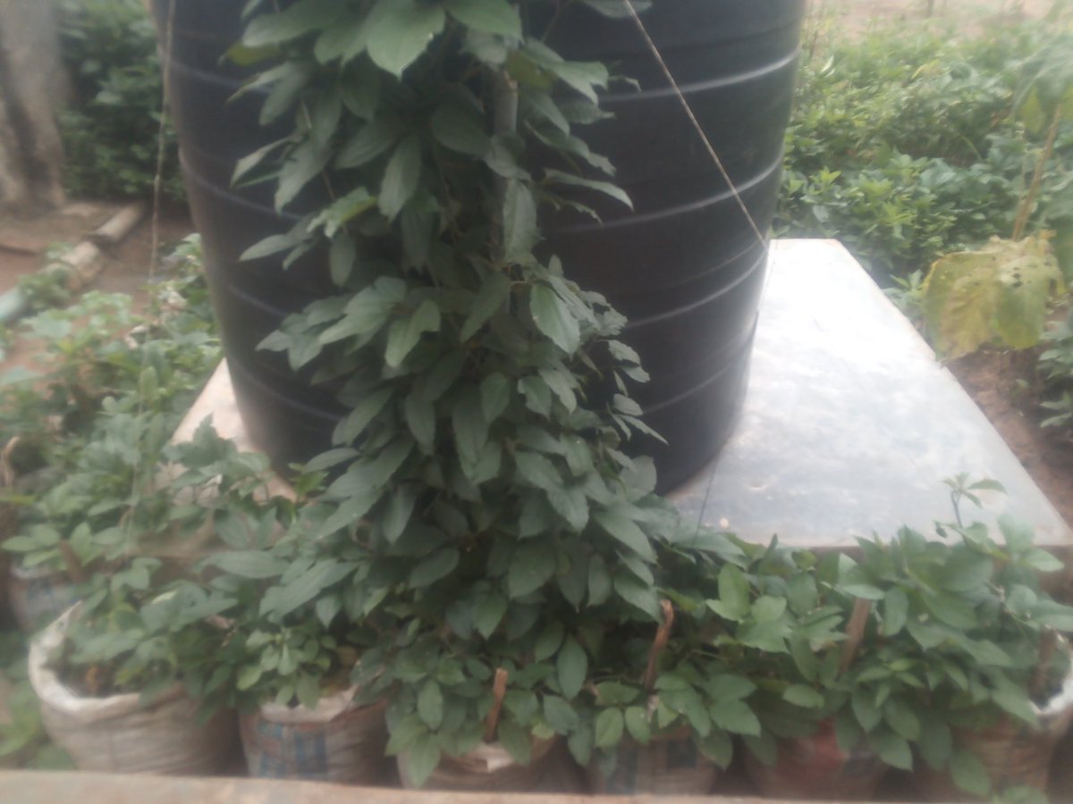 chi_chetta's tweet photo. - Organic fluted pumpkin 🌱
- 30 pods harvest (over 100kg)!👏
- Produced in a 7 metres by 14 metres urban residential space.

✓ Soil nourished with leaves only🌳
✓ Vegetables for your kitchen😋😉

 Home gardening? Fancy? How?🤔
(email: chetta_chi@yahoo.com) https://t.co/xZwPyUthBl