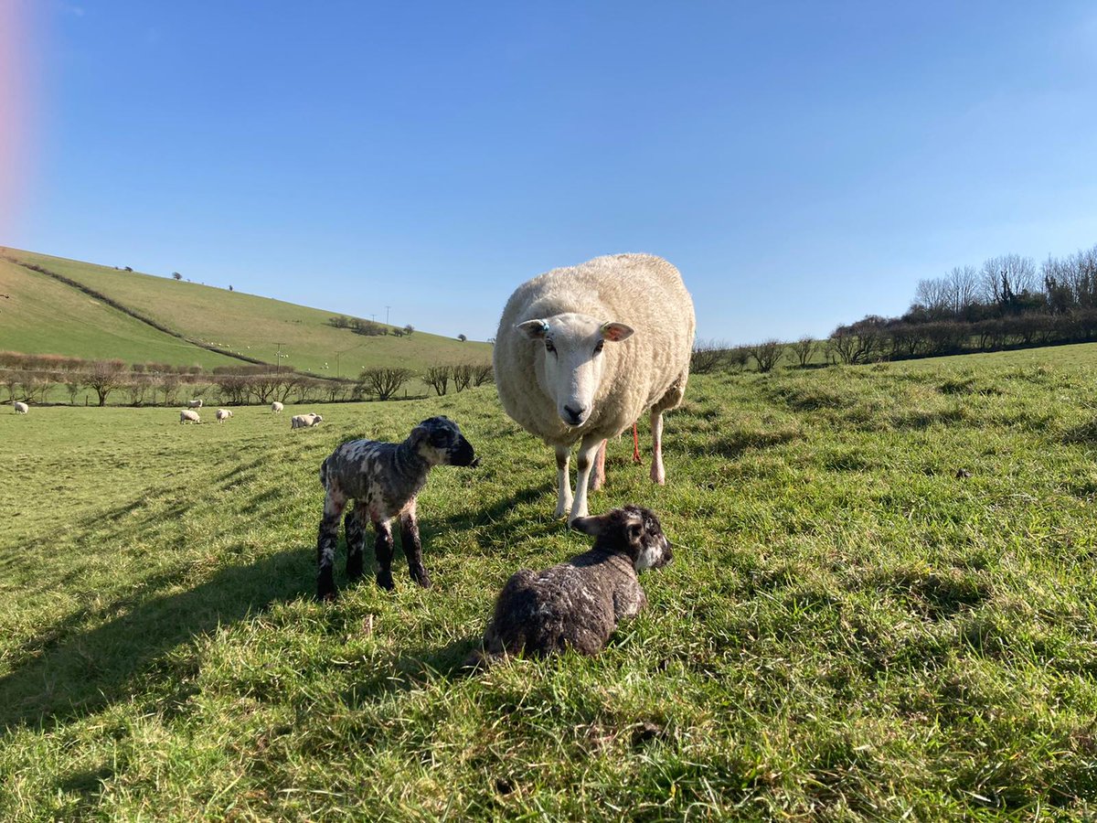 SDFarmClusters's tweet photo. Spring is in the air and it's all systems go at Saddlecombe Farm, part of the Eastern South Downs Farmers Group #saddlescombe #lambing2021 
@CamillaandRoly @sdnpa https://t.co/7RA8VwIkco
