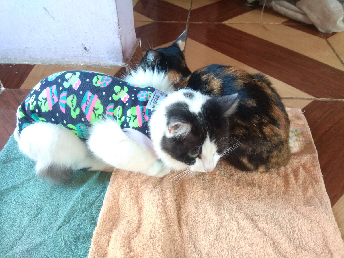 tiniel1's tweet photo. Castradas e em casa, oh dó 
#gatosfofos
#cats #gatos #pets https://t.co/VZXkwKBl6h