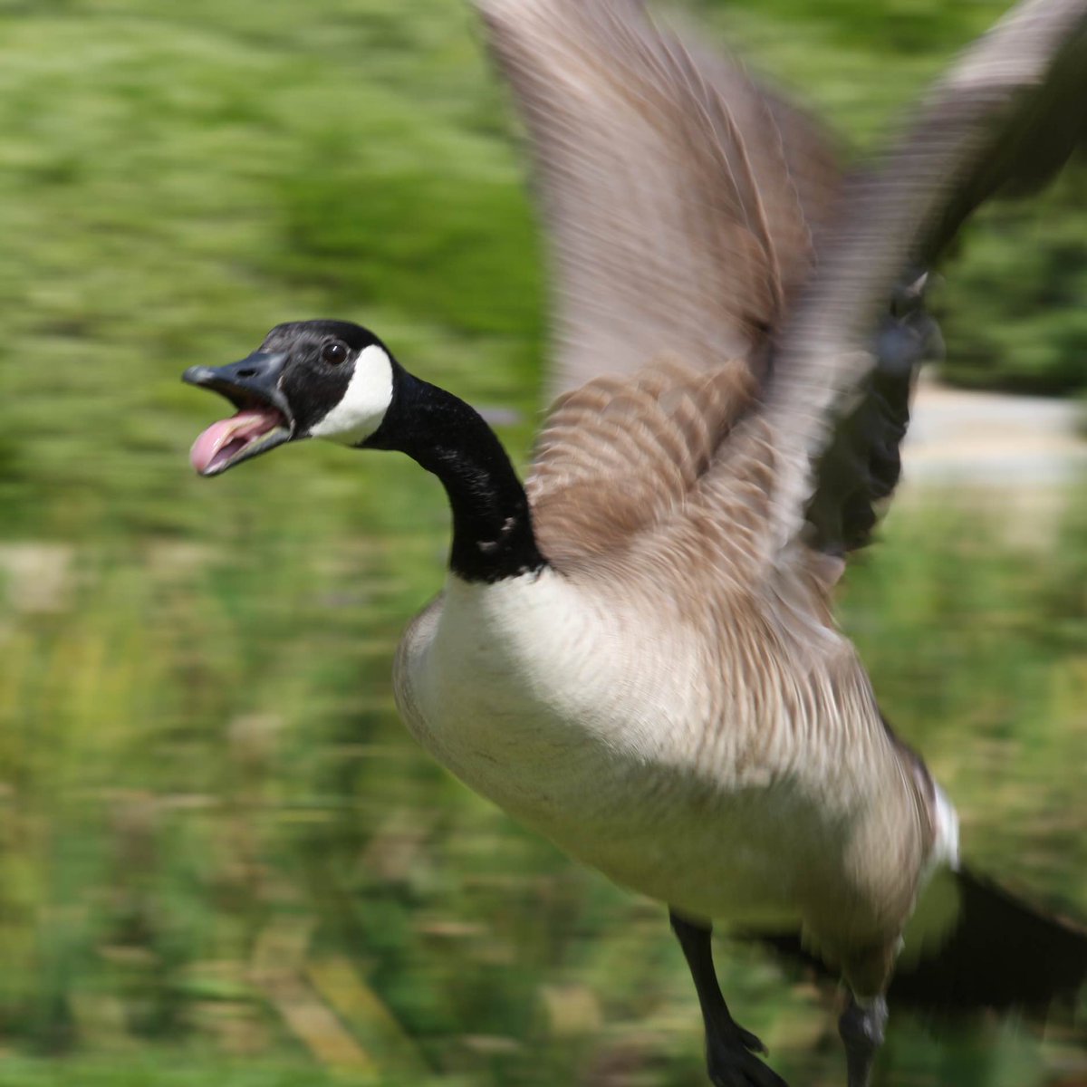 RiGuySty's tweet photo. Canada: 
We like geese you can’t do ANYTHING to disturb them
Geese: https://t.co/EQszqmuzdD