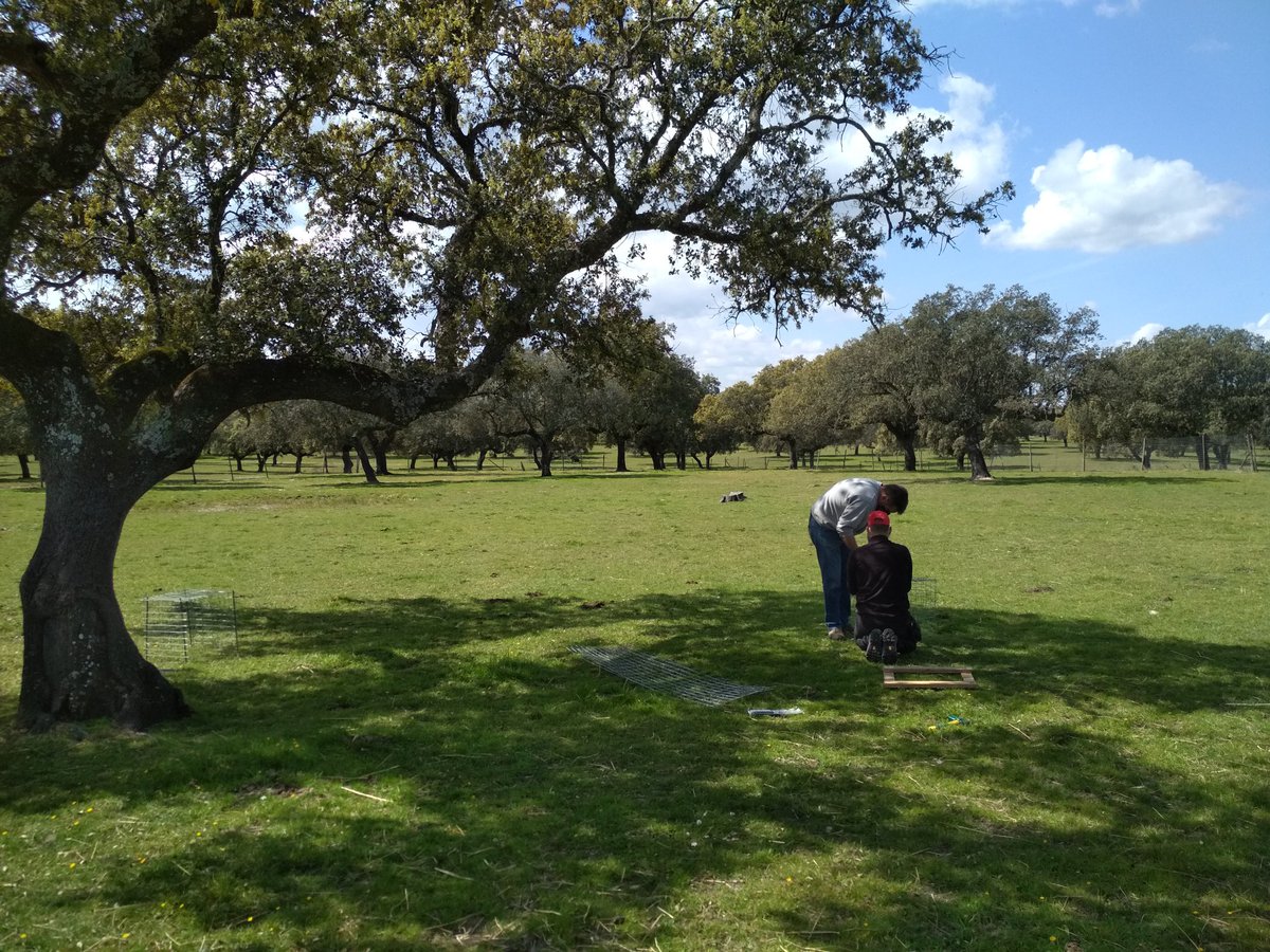 victor rolo (@vrolo_) on Twitter photo Primeros días de campo #ADAPT_TGA instalando exclusiones de pastoreo para medir productividad del pasto de la #Dehesa <a href="/SpecLab_CSIC/">SpecLab CSIC</a> <a href="/indehesa/">Instituto INDEHESA</a> Primeros días de campo #ADAPT_TGA instalando exclusiones de pastoreo para medir productividad del pasto de la #Dehesa <a href="/SpecLab_CSIC/">SpecLab CSIC</a> <a href="/indehesa/">Instituto INDEHESA</a>