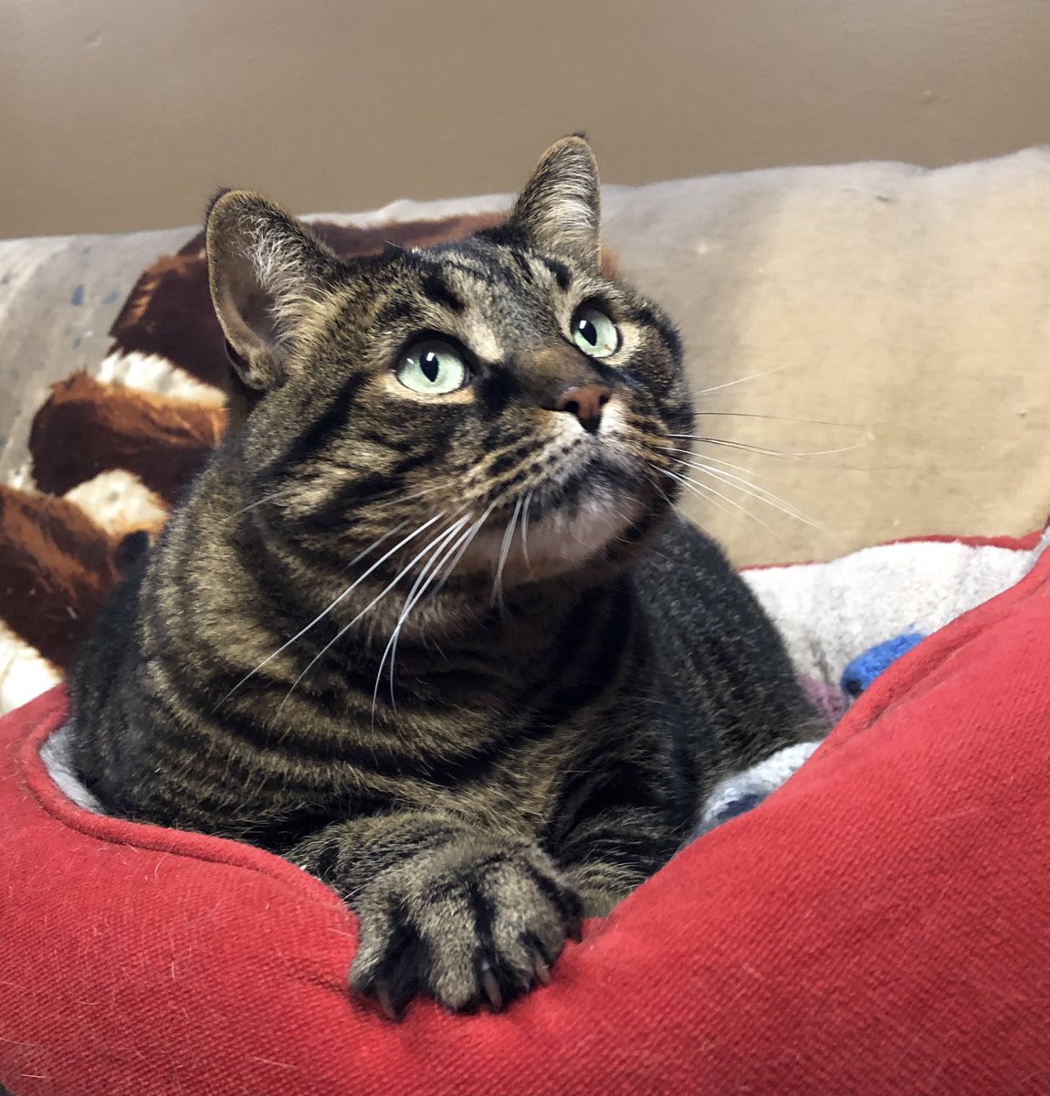 KeitherKeith's tweet photo. π΅π
π΅ππ΅π
π΅ππ΅π
π΅
Micker, more handsome than he has a right to be.
#MickerTime
#MamMagnetJunior
#ChillinInTheRedBed https://t.co/S77BkhwA5U