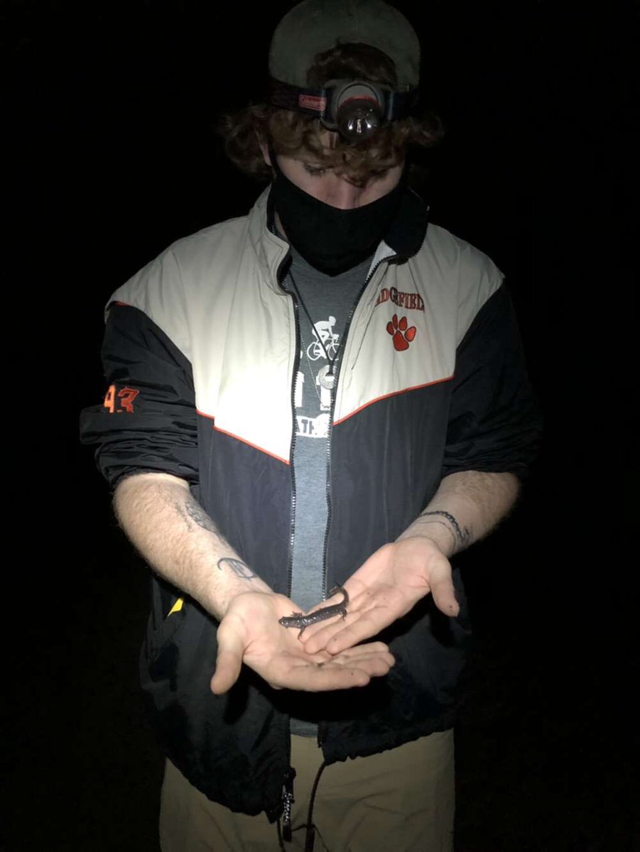 MacMacKenzie14's tweet photo. Follow up with another Maine Big Night!! Being from CT this was my first time ever finding blue spotted salamanders!!! And on top of that we found such a gorgeous specimen too https://t.co/0tAv7SzBso