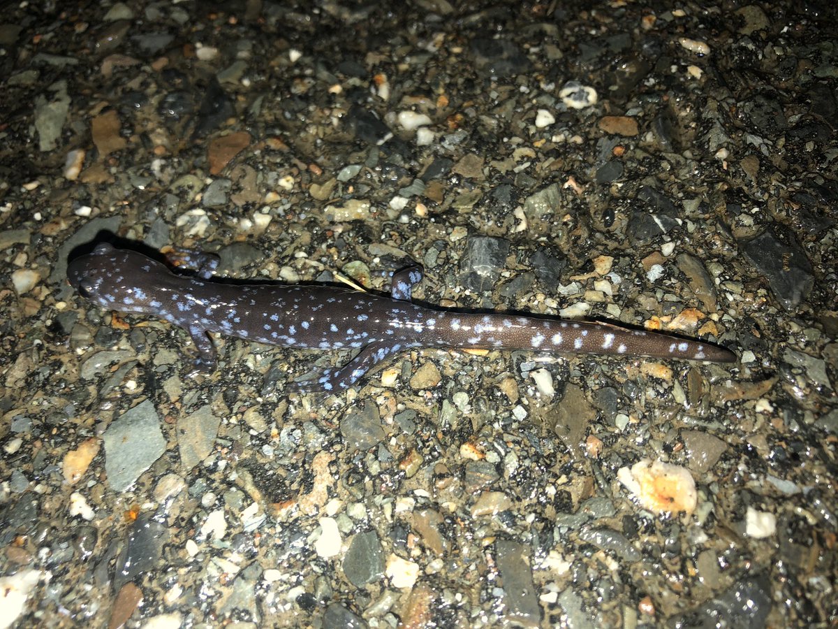 MacMacKenzie14's tweet photo. Follow up with another Maine Big Night!! Being from CT this was my first time ever finding blue spotted salamanders!!! And on top of that we found such a gorgeous specimen too https://t.co/0tAv7SzBso
