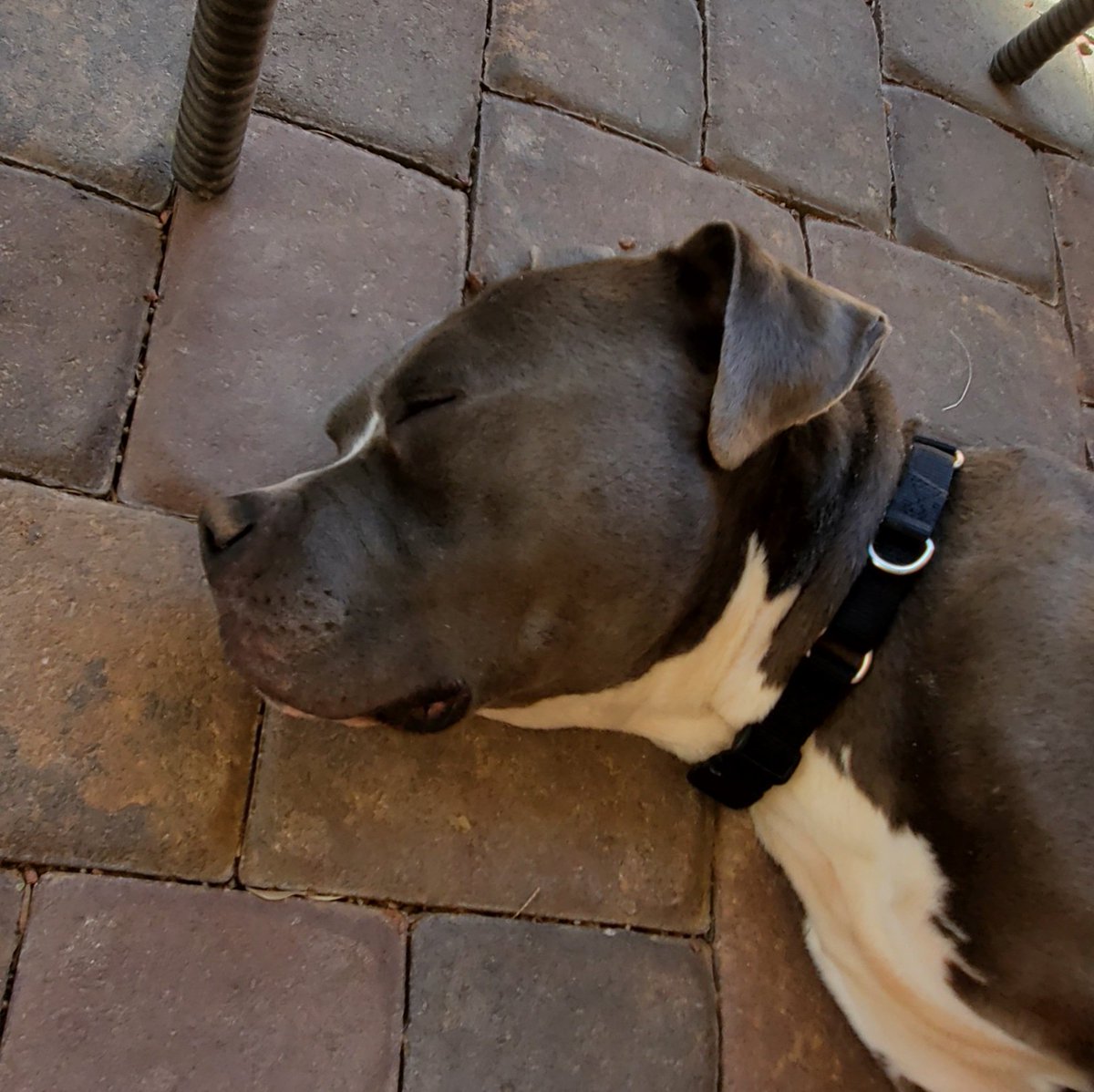 danksyDOODLE's tweet photo. Yogi Bear is enjoying the sun with me. https://t.co/c4yDDM1Fv5