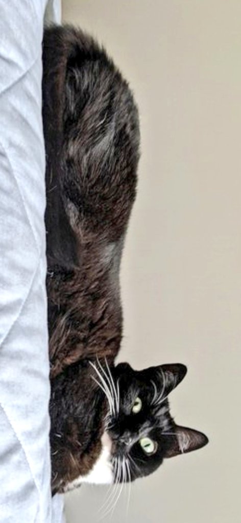 MCrisCardena's tweet photo. @CuriousZelda Yes you are a long, hairy #Catrain❣️🚂🚂🚂🚂🚂🚂🚂🚂🚂🚂🚂🚂🚂🚂
😘Zeldaaaaaaaaaaaaaaaaaaaa😍 https://t.co/aoF0qn29EV