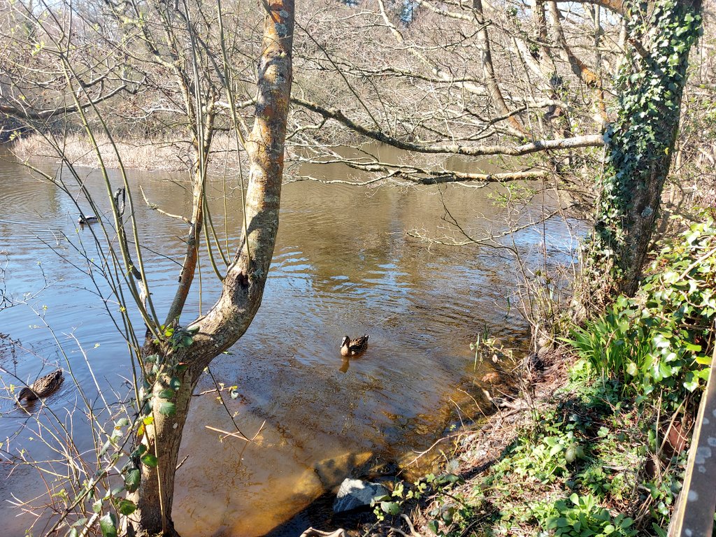 Vaughan_Wms's tweet photo. Os efo diddordeb gwarchod #Penrhos #Caergybi, dilynwch @PenrhosSave.

If you're interested in saving Penrhos in #Holyhead please follow @PenrhosSave.

@IoloWilliams2 https://t.co/lbGuJ4Q3Wr