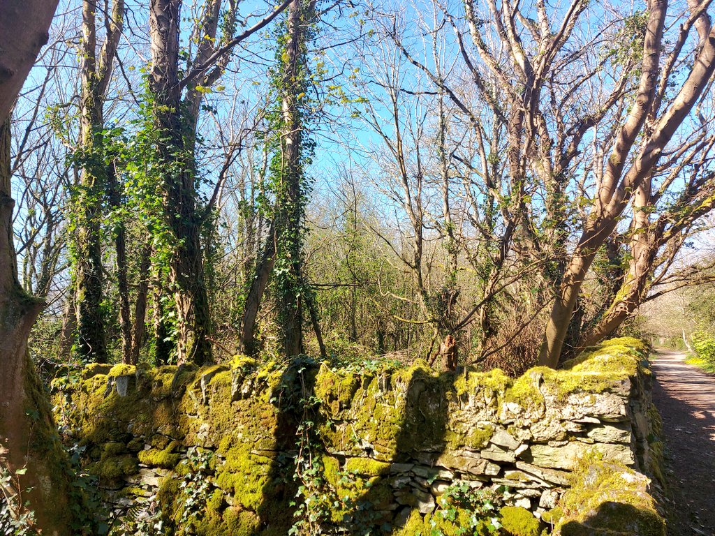Vaughan_Wms's tweet photo. Os efo diddordeb gwarchod #Penrhos #Caergybi, dilynwch @PenrhosSave.

If you're interested in saving Penrhos in #Holyhead please follow @PenrhosSave.

@IoloWilliams2 https://t.co/lbGuJ4Q3Wr