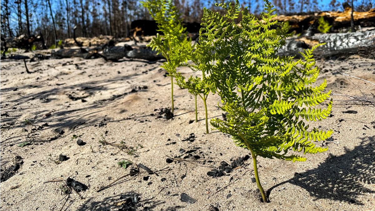 A new initiative, called the CZU Lightning Complex and Community Science Project, aims to improve our understanding of post-fire ecosystems. <a href="/ErinMalsbury/">Erin Malsbury</a> has the details on how to get involved: buff.ly/2Pn4KDO