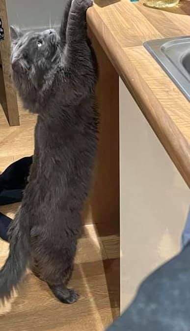 AlanDaffern's tweet photo. Loki disappeared into the woods in between #Bagworth &amp; #Battram #Coalville and could have possibly wondered into surrounding areas. Please check with elderly neighbours who may not have social media if they have seen him. Call 07506001027
https://t.co/8WogiUOi8n - #lostcat https://t.co/DwYGy52qzr
