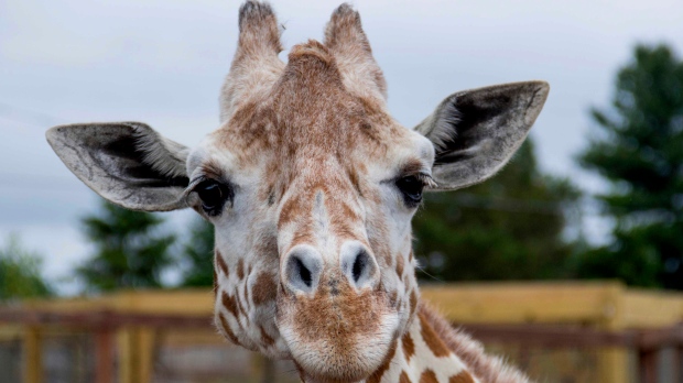 CTVNews's tweet photo. April, the giraffe that became an online star, dies https://t.co/z23AJZqjXw https://t.co/Xx5FyIJ5lx