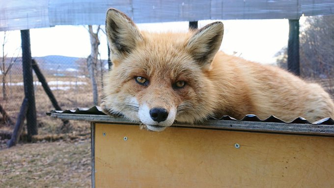 キタキツネのいる動物園は 飼育展示動物園とキタキツネ情報まとめ アリエスコム Ariescom
