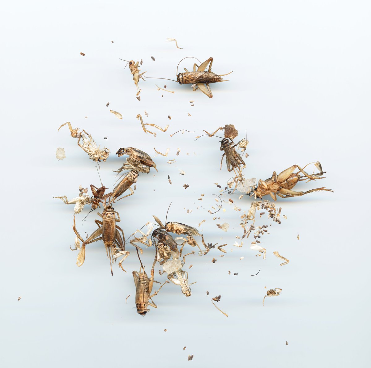 Day 2 of #SciArt : Insects in the Anthropocene

* I did not harm any of these insects - they were all already dead. *