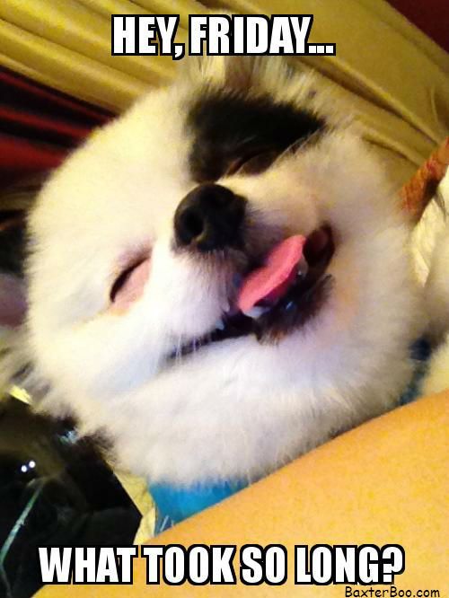 resqpups's tweet photo. #itisfriday #dogmeme https://t.co/Ngjbm5ULBT