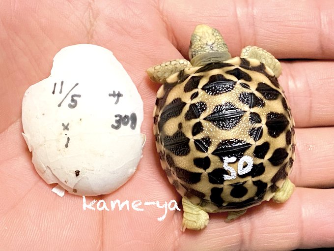 Kame Yaナオ さん のツイート 販売 の検索結果 2 Whotwi グラフィカルtwitter分析 Kame Yaナオ さん のツイート 販売 の検索結果 2 Whotwi グラフィカルtwitter分析