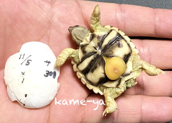 Kame Yaナオ さん のツイート 販売 の検索結果 2 Whotwi グラフィカルtwitter分析 Kame Yaナオ さん のツイート 販売 の検索結果 2 Whotwi グラフィカルtwitter分析