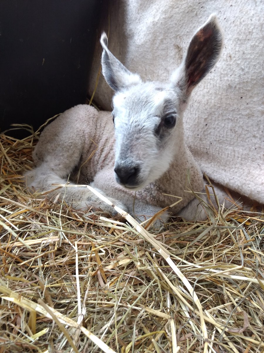 A_Girl_Insane's tweet photo. @GelstonLamb @BorderLeicester Almost... 😉 🐑 💕

#Ostern2021 https://t.co/IFF47oIQKX