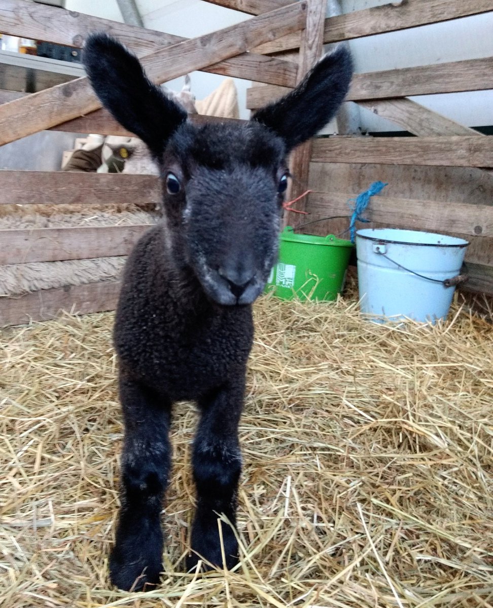 A_Girl_Insane's tweet photo. @GelstonLamb @BorderLeicester Almost... 😉 🐑 💕

#Ostern2021 https://t.co/IFF47oIQKX