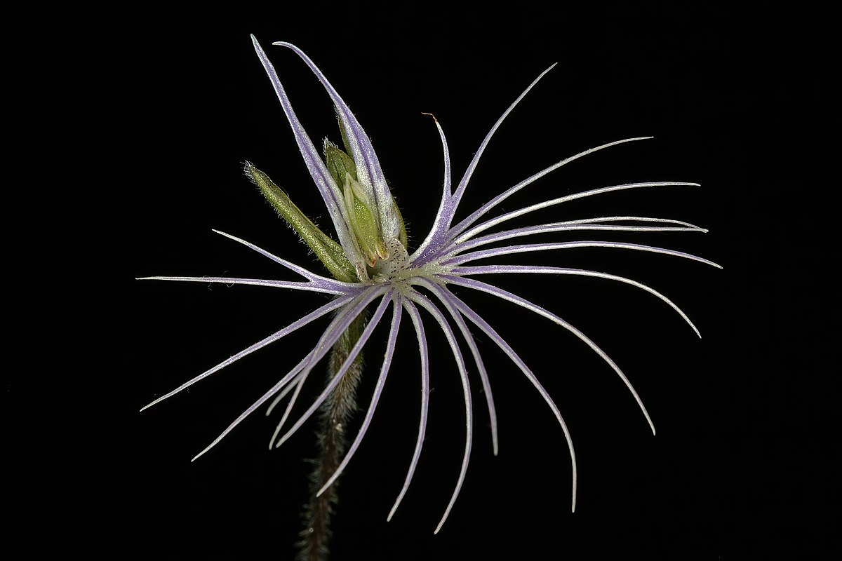 arboles_magicos's tweet photo. Bartholina burmanniana es una orquídea de una sola hoja basal que vive en sudafrica. Se la conoce también como la "Orquídea araña". Su nombre se debe a sus pétalos parecidos a plumas ligeras, que rodean la flor semejando las patas de una araña. https://t.co/OZG9T1KXTn