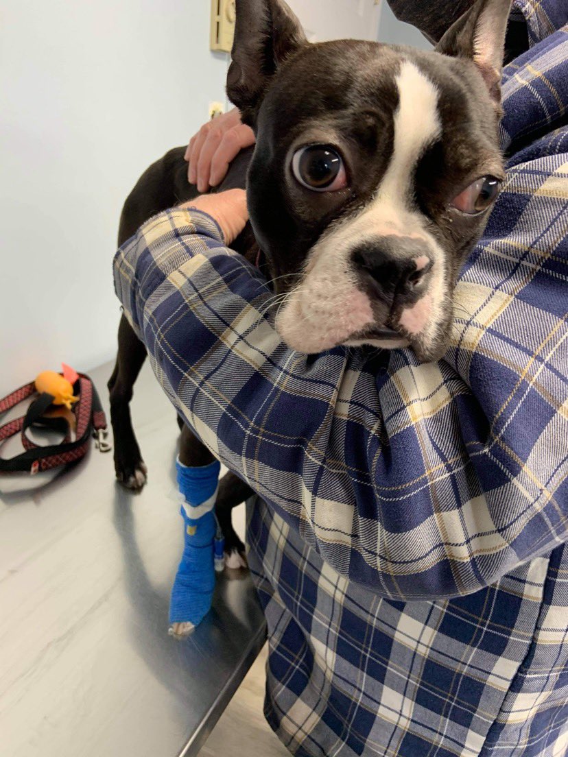 dog_rates's tweet photo. This is Hank. He ate a sock. Claims it was delicious, but overall not worth it. He made it out of surgery and is at home recovering well. We’ve covered the remaining cost of his care. Please consider getting pet medical insurance. It’s best to be puppared. 13/10 https://t.co/yNEEontpNo