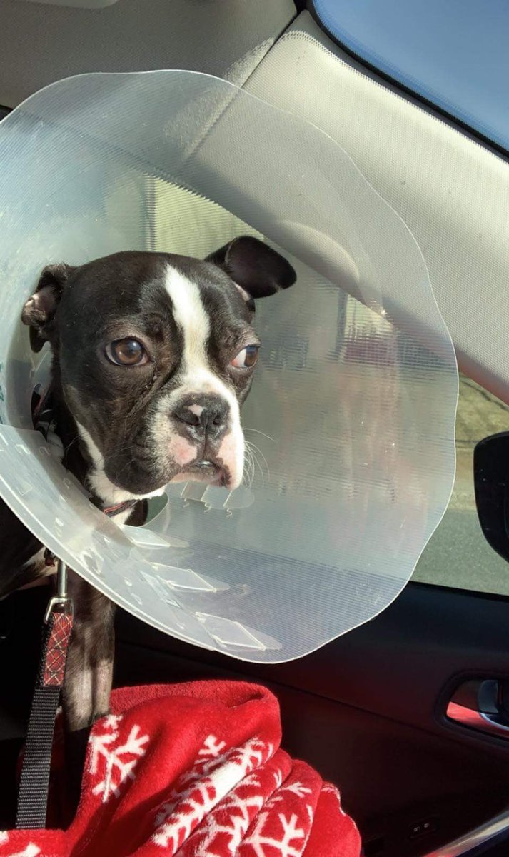 dog_rates's tweet photo. This is Hank. He ate a sock. Claims it was delicious, but overall not worth it. He made it out of surgery and is at home recovering well. We’ve covered the remaining cost of his care. Please consider getting pet medical insurance. It’s best to be puppared. 13/10 https://t.co/yNEEontpNo