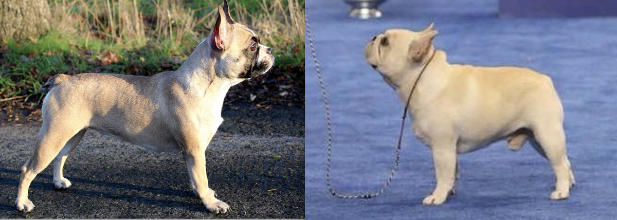 JemimaHarrison's tweet image. On the left is Conny - 15 months old and the third generation of a breeding programme designed to produce a more moderate French Bulldog. On the right, a top US show dog. It's amazing what breeders can achieve when they put their mind to it.