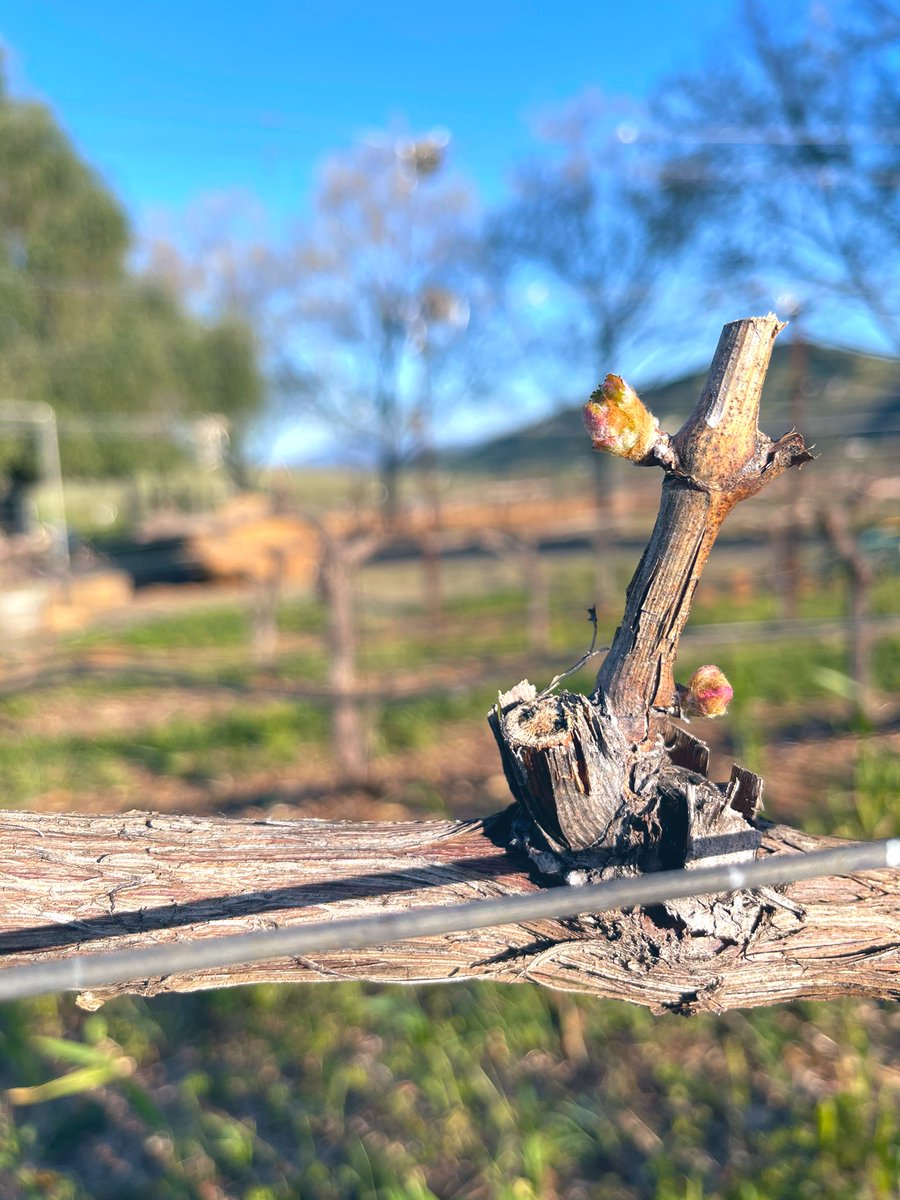 Bud break on our hill top vineyard is on its way!
Looking forward to a beautiful new vintage at Vine Cliff. #winery #vineyard