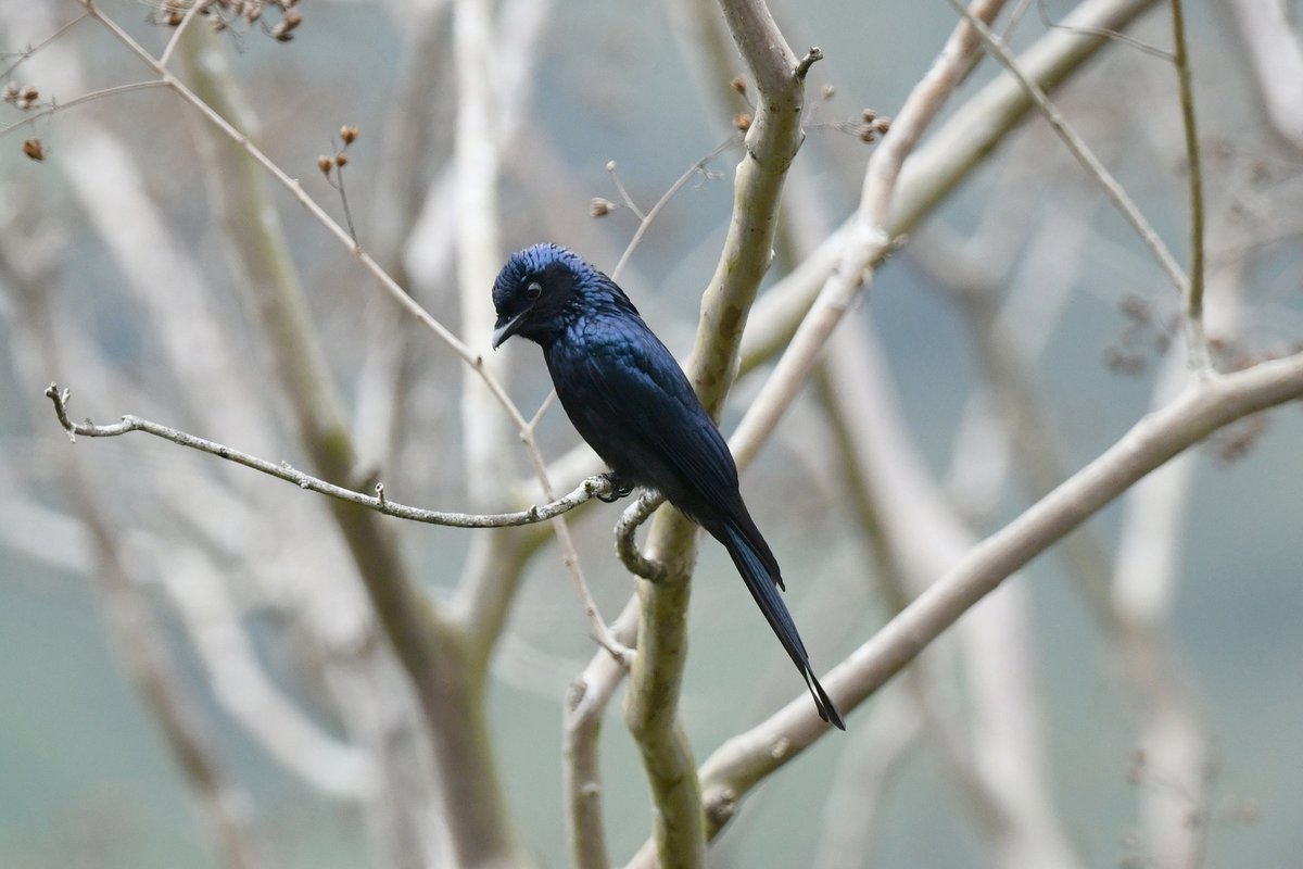 taiwanbirdguide's tweet photo. #BronzedDrongo shrines under good light.
#TaiwanBirdGuide #bird #birding #birdtour #Taiwan https://t.co/0EY5pHOHqh