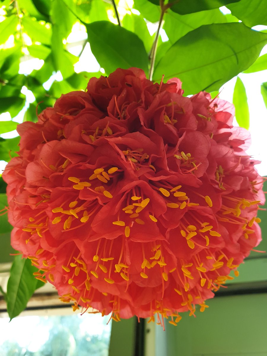 The Brownea grandiceps is looking stunning in full flower in Plants and People  House. The amazingly large flowers would attract both species of hummingbirds and butterflies in its natural native habitat, North South America. #glasshouse <a href="/TheBotanics/">Royal Botanic Garden Edinburgh</a> #rbgehort #rbgeeducation