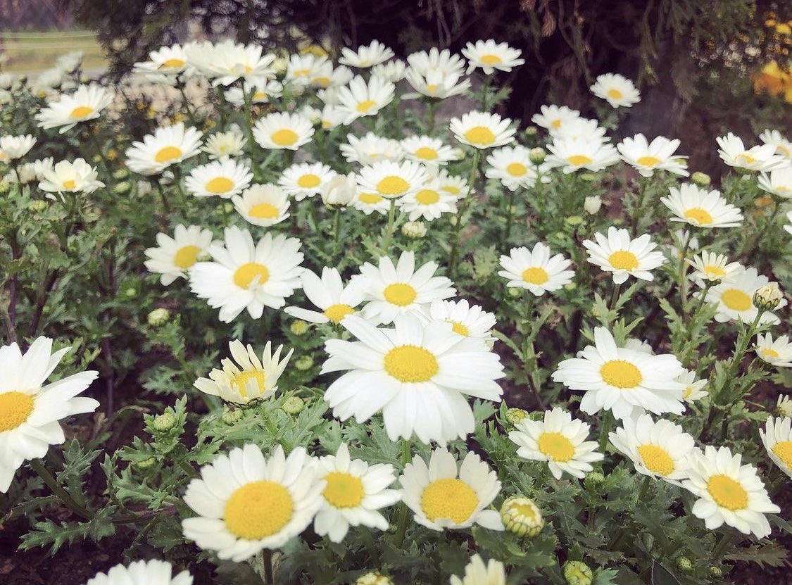 Kim Eugene Int L 유진 Really Pretty Jejucafe Parkhanbyulcafe Rapeseedflowerfield Bellatte The Shabby Building Site I Ve Been Showing Turned Out As A Nice Cafe In A Year It S Already Hot But