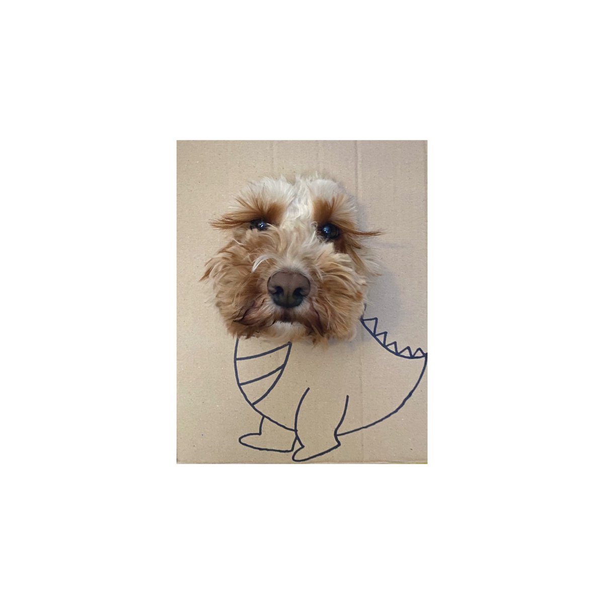 lilymoocockapoo's tweet image. 📣📣BEWARE!!!📣📣
RARE CHONKY DINOSAUR SPOTTED IN ESSEX!!! The Pooasaurus is easily identified by it’s rotundness (from eating far too many sprats) and ridiculously floofy head. If seen, be aware as you may find your heart is stolen at a flutter of those eyeslashes! 🦖