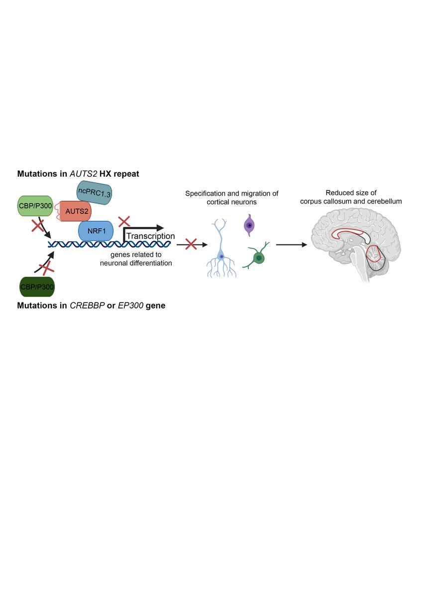 Our latest work is on <a href="/biorxivpreprint/">bioRxiv</a>, biorxiv.org/cgi/content/sh…. We reported Polycomb activates gene expression in the brain, and patients with AUTS2 mutations phenocopy mutations in CBP/P300 and share features with Rubinstein-Taybi syndrome. Huge thanks to my co-authors.