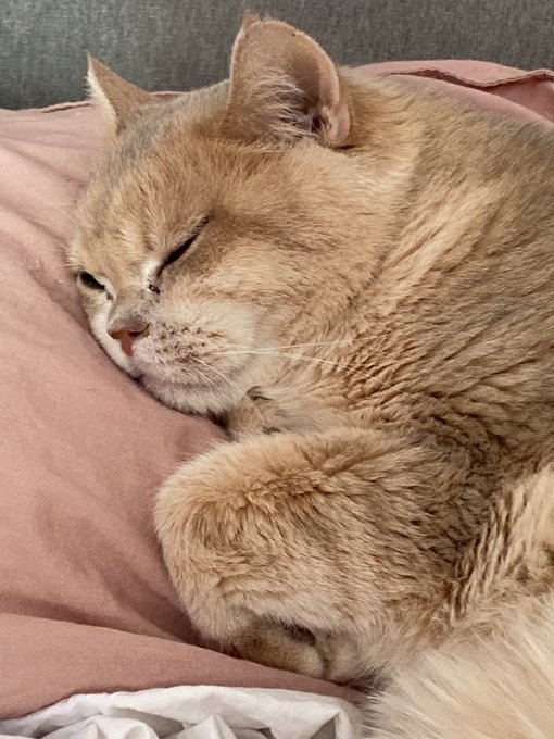 today my manager is sleeping, so I do everything myself😂 https://t.co/S6NRLW0SOt<a href="/tag/%D0%BD%D0%BE%D0%B2%D1%8B%D0%B9%D0%B0%D0%B2%D0%B0%D1%82%D0%B0%D1%80"class="tags"><span>#новыйаватар</span></a>