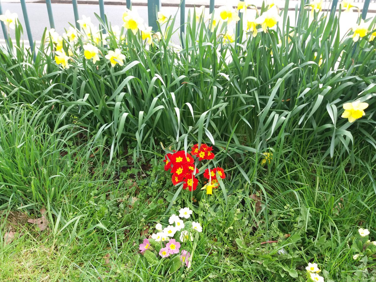 ursache_v's tweet photo. #springintowellbeing Some lovely photos from today's walk. My daughter discovered some positivity and kindness pebbles at the roots of the tree... https://t.co/sGRj7x8wf8
