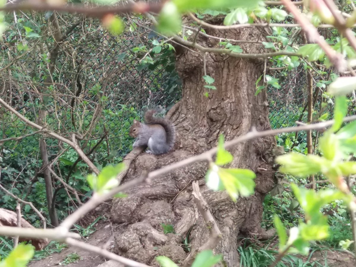 ursache_v's tweet photo. #springintowellbeing Some lovely photos from today's walk. My daughter discovered some positivity and kindness pebbles at the roots of the tree... https://t.co/sGRj7x8wf8