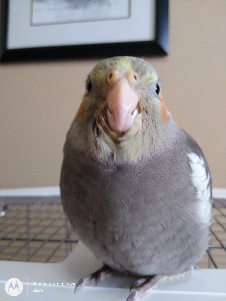 Milo& Blueberry|House of Weird chickens| tweet media