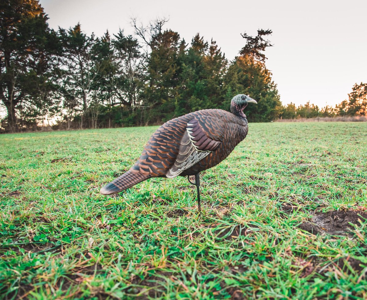 This durable, blow-molded turkey decoy perfectly mimics the body size and posture of a breeding hen. Specially designed to pair with the Thunder Jake or Thunder Creeper decoy, it’s a sight no passing gobbler will leave unnoticed. #Flextone #FlextoneTurkeyDecoys #TurkeySeason