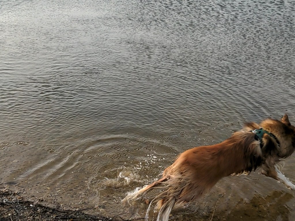 CamasTheCollie's tweet photo. The story of a photography failure in four frames. It's all about the framing, Fiona. ๐พ๐พโพ๐ฑโ๐
#BorderCollie
#StaffingProblems
#Framing
#TooSlow
#SaturdayThoughts https://t.co/cpP8Y2b1My