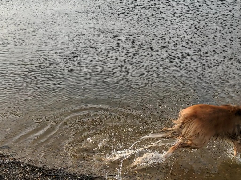 CamasTheCollie's tweet photo. The story of a photography failure in four frames. It's all about the framing, Fiona. ๐พ๐พโพ๐ฑโ๐
#BorderCollie
#StaffingProblems
#Framing
#TooSlow
#SaturdayThoughts https://t.co/cpP8Y2b1My