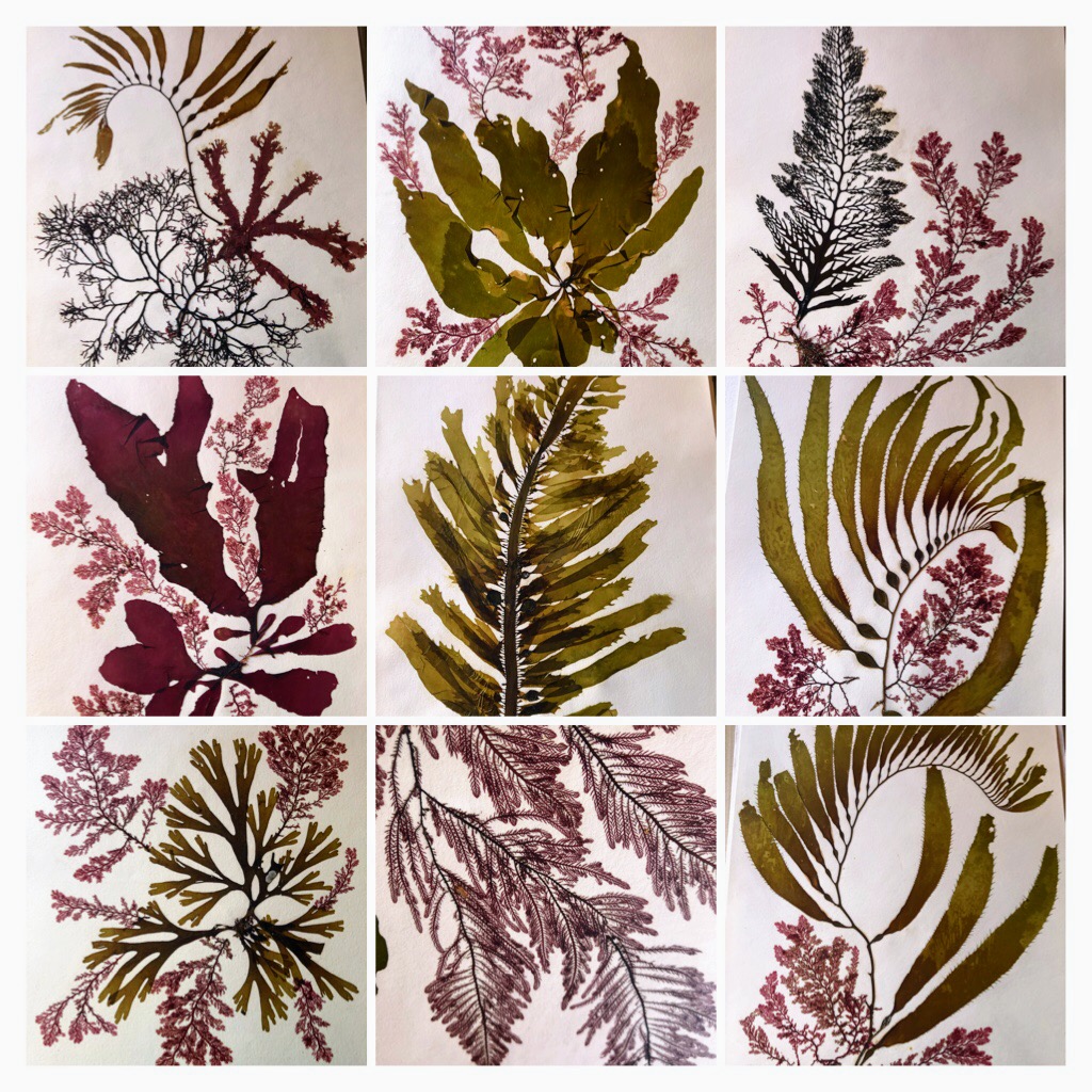 Happy #PhycologyFriday! Some local San Diego and Northern CA intertidal beauties! #algae #seaweed #macroalgae