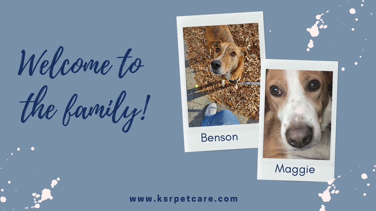Welcome to the KSR family Benson and Maggie! #petoftheweek #weloveourclients #supportlocalbusiness #adoptdontshop #doglovers #novadoglovers #novapetcare #Sloughi #AnatolianShepherd #Azawak #NorthernAfricanhound #DogsofTwittter