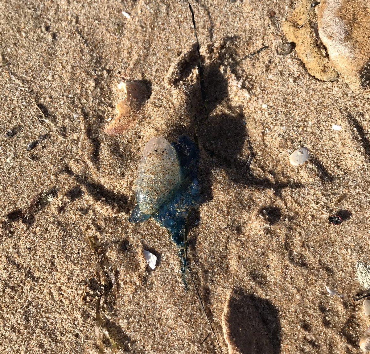JustinspenceBC's tweet photo. Portuguese Men of War - these are at La Marsa beach - watch where you walk!  @UKinTunisia @webdo_tn @tnBritish https://t.co/c23hADDNtL