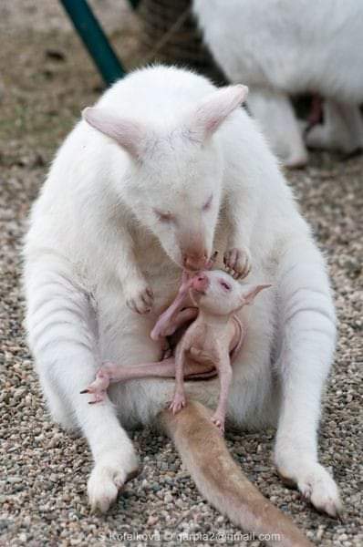 Когда родились животные. Кенгуру альбинос. Кенгуру детеныш кенгуру. Кенгуру с детенышем. Детёныш кенгуру новорожденный.